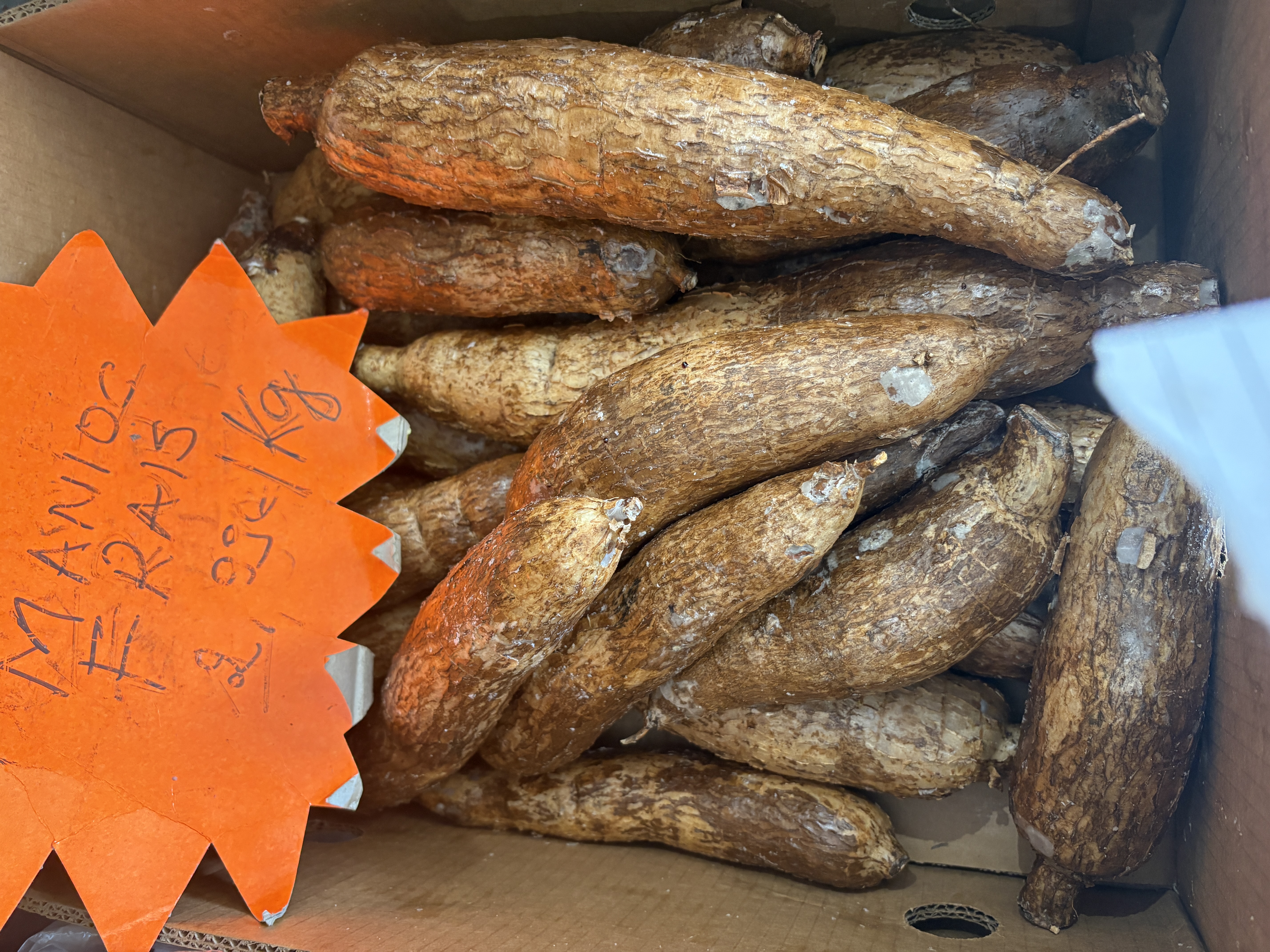 Manioc