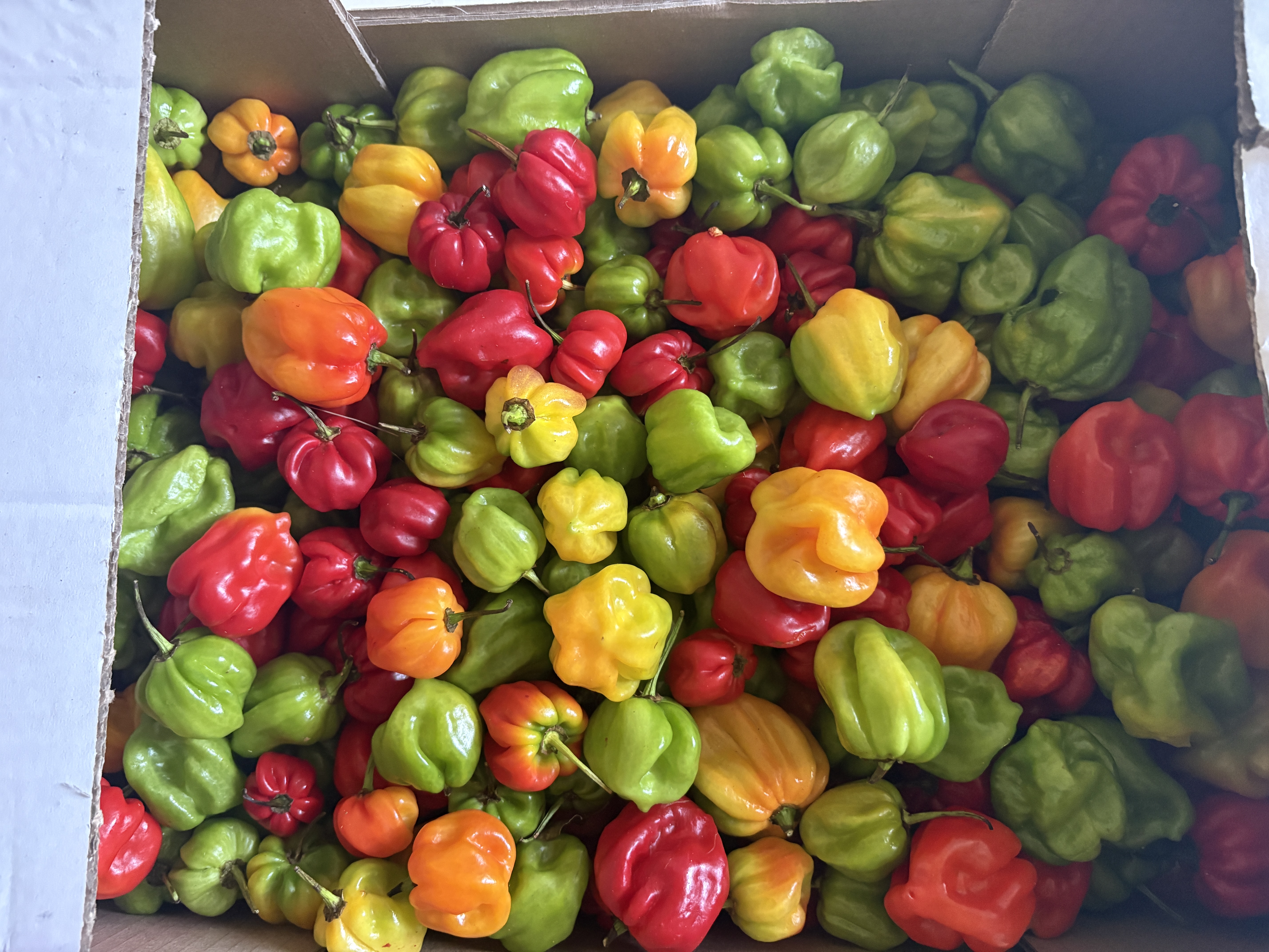 Piment frais africain