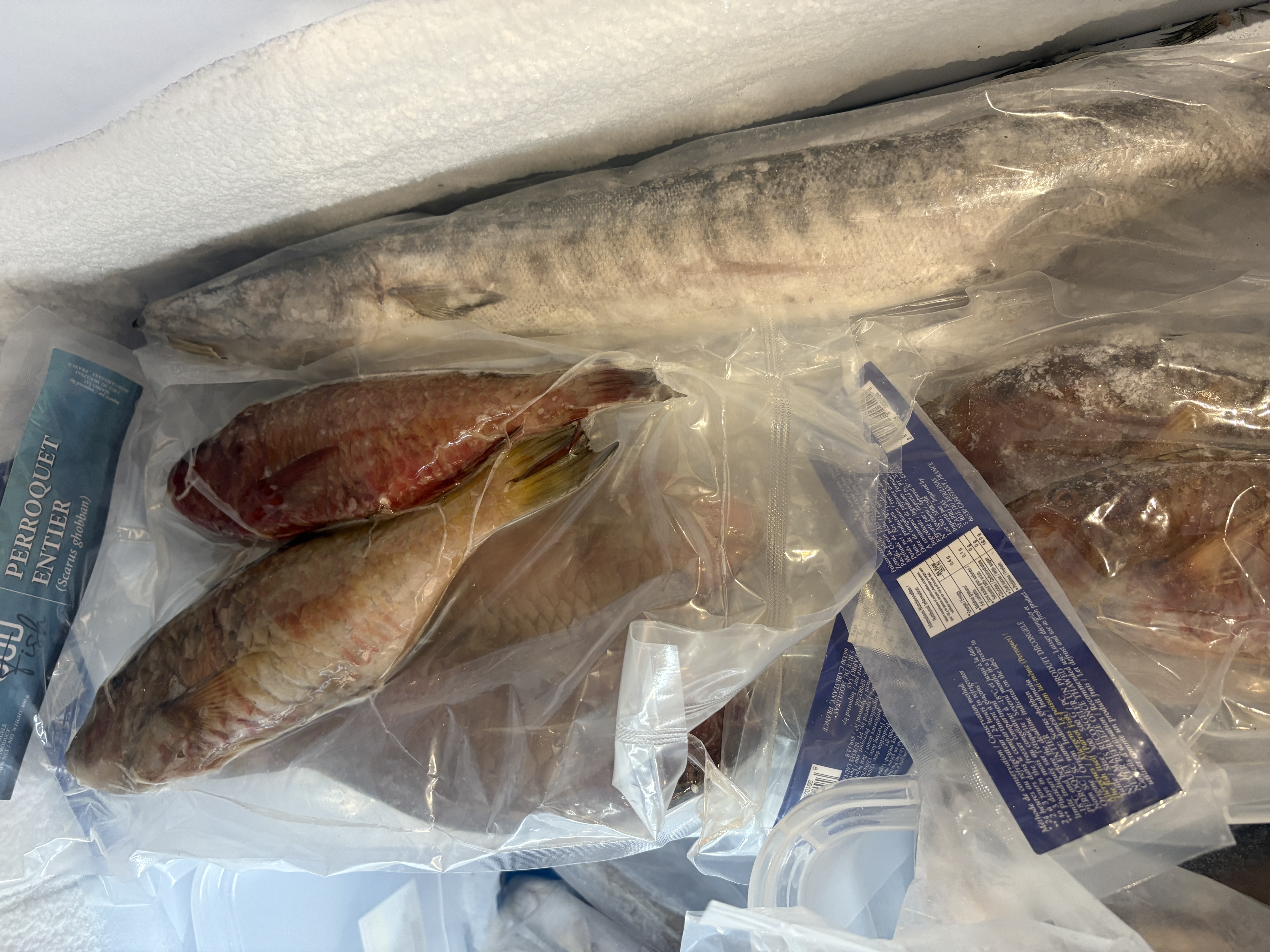 Poisson Perroquet